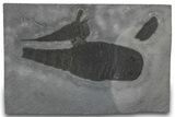 Two Eurypterus (Sea Scorpion) Fossils - New York #310241-1